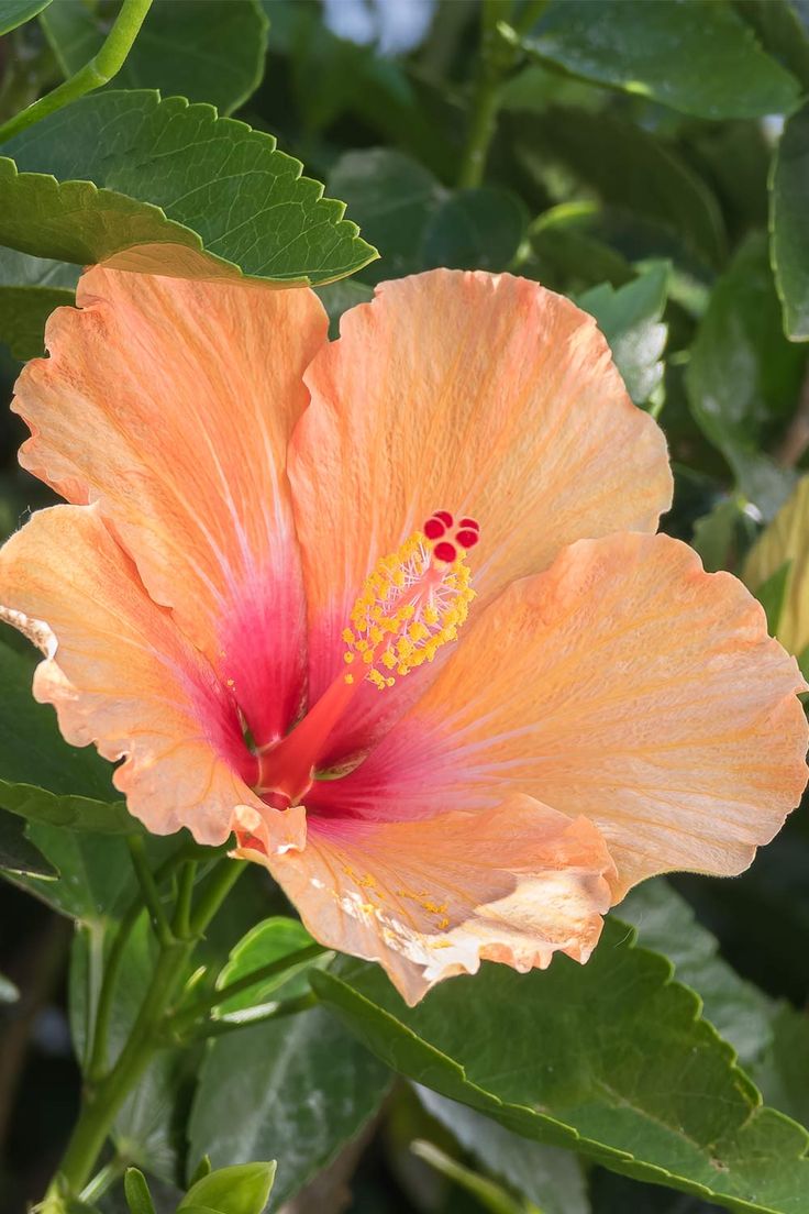 hibiscus